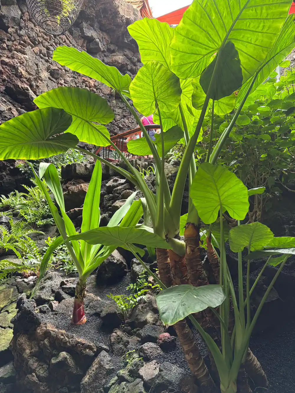 Large bright green tropical plant leaves against dark volcanic rock
